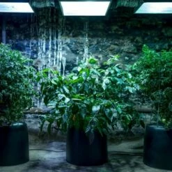 Black Magic Performance Hydroponics Black Magic Hydroponic System Planter -Cheap Planters Store unnamed file 1001