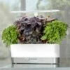 AeroGarden Harvest Elite Slim, White Stainless -Cheap Planters Store unnamed file 1006