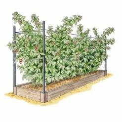 Gardener's Supply Company Raised Garden Bed, Raspberry Bed Kit - GARDENER'S SUPPLY CO.