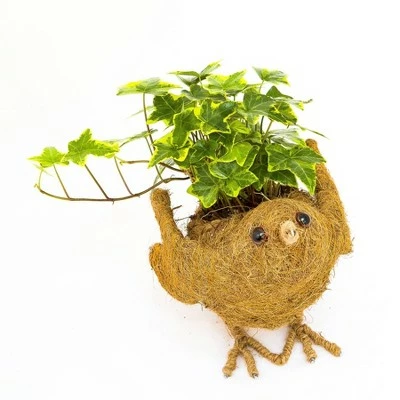 Coir Planter - Ultimate Innovations 4 Coir Planter - Ultimate Innovations - Image 2