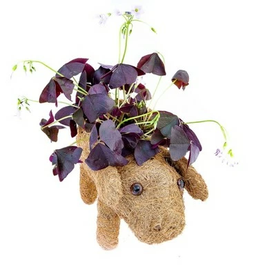 Coir Planter - Ultimate Innovations 10 Coir Planter - Ultimate Innovations - Image 8