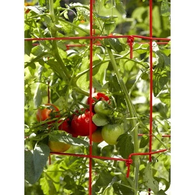 Lifetime Tomato Cages, Heavy Gauge Garden Plant Support, Set of 4, 32" H Installed, Easy Fold for Storage - Gardener's Supply Company 3 Lifetime Tomato Cages, Heavy Gauge Garden Plant Support, Set of 4, 32" H Installed, Easy Fold for Storage - Gardener's Supply Company - Image 2