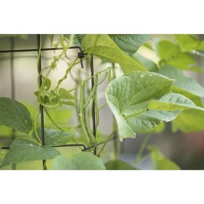 Bean Tower Vegetable Support, Heavy Gauge Trellis 65" Tall - Gardener's Supply Company 5 Bean Tower Vegetable Support, Heavy Gauge Trellis 65" Tall - Gardener's Supply Company - Image 3