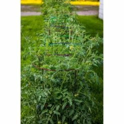 60" 5pk Plant Support Light Green - Glamos 7 60" 5pk Plant Support Light Green - Glamos -Cheap Planters Store unnamed file 1787