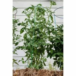 54" 5pk Heavy Duty Plant Support Evergreen - Glamos -Cheap Planters Store unnamed file 1790