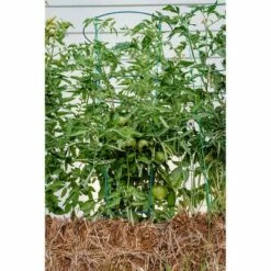 54" 5pk Heavy Duty Plant Support Evergreen - Glamos -Cheap Planters Store unnamed file 1791