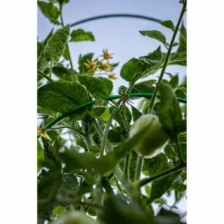 Glamos Heavy Duty Tomato Cage Support - 5pk Green -Cheap Planters Store unnamed file 1794