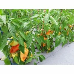 5pk Gemz Heavy Duty Plant Support Combo - Glamos