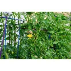 60" 5pk Gemz Heavy Duty Plant Support Ruby Red - Glamos -Cheap Planters Store unnamed file 1845