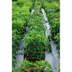 60" 5pk Gemz Heavy Duty Plant Support Ruby Red - Glamos -Cheap Planters Store unnamed file 1846