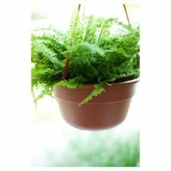 Dura Cotta Hanging Basket - Bloem Chocolate -Cheap Planters Store unnamed file 1894