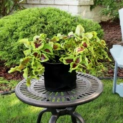 Sunnydaze Decor Sunnydaze 7-Gallon Garden Grow Bag with Handles Nonwoven Polypropylene Fabric, Black, 10pc 13 Sunnydaze Decor Sunnydaze 7-Gallon Garden Grow Bag with Handles Nonwoven Polypropylene Fabric, Black, 10pc -Cheap Planters Store unnamed file 1951