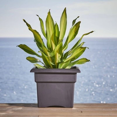 Square Veranda Deck Box Planter - Bloem White 4 Square Veranda Deck Box Planter - Bloem White - Image 2