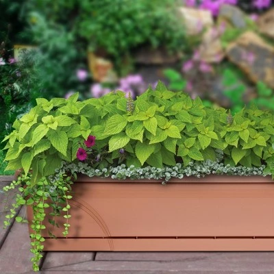 Southern Patio 36 In Medallion Hanging Windowsill Garden Box Planter, Terracotta 5 Southern Patio 36 In Medallion Hanging Windowsill Garden Box Planter, Terracotta - Image 3