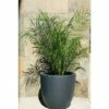 17" Kante Lightweight Concrete Modern Seamless Outdoor Planter - Rosemead Home & Garden, Inc. Slate Gray 1 17" Kante Lightweight Concrete Modern Seamless Outdoor Planter - Rosemead Home & Garden, Inc. Slate Gray -Cheap Planters Store unnamed file 3060