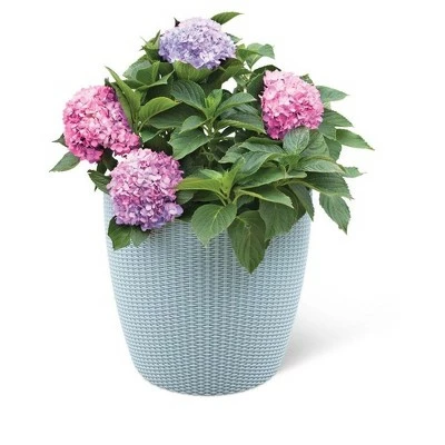 Weave Self-Watering Round Planter, 17 Inch - Gardener's Supply Company 4 Weave Self-Watering Round Planter, 17 Inch - Gardener's Supply Company - Image 2
