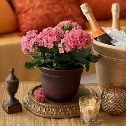 The HC Companies HC Companies SRA10001P02 Sierra 10 Inch Self Watering Round Weather Resistant Plastic Resin Flower Garden Planter Pot Container, Celtic Bronze -Cheap Planters Store unnamed file 3888