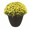 The HC Companies HC Companies MOA22000G18 Mojave 22 Inch Diameter x 16.5 Inch Tall Round Plastic Resin Flower Garden Planter Pot, Black