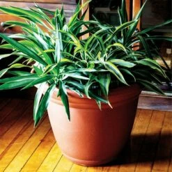 The HC Companies HC Companies MOA22000G18 Mojave 22 Inch Diameter x 16.5 Inch Tall Round Plastic Resin Flower Garden Planter Pot, Black -Cheap Planters Store unnamed file 3896