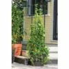 Gardener's Victory Self-Watering Planter with Vine Trellis - Gardener's Supply Company 2 Gardener's Victory Self-Watering Planter with Vine Trellis - Gardener's Supply Company -Cheap Planters Store unnamed file 4223