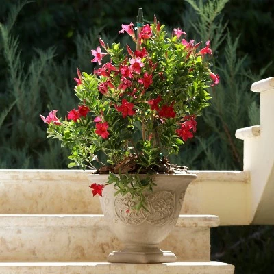 Sunnydaze Decor Sunnydaze Indoor/Outdoor Patio, Garden, or Porch Weather-Resistant Double-Walled Darcy Flower Pot Planter - 16" - Beige 5 Sunnydaze Decor Sunnydaze Indoor/Outdoor Patio, Garden, or Porch Weather-Resistant Double-Walled Darcy Flower Pot Planter - 16" - Beige - Image 3