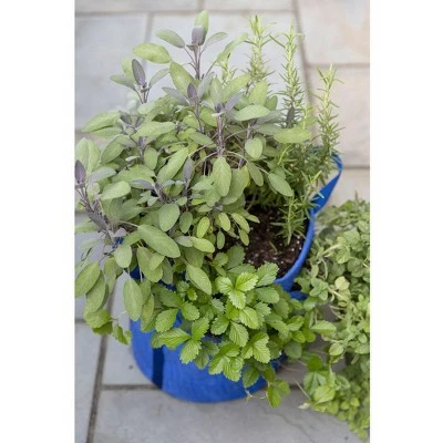 Gardener’s Best® Strawberry and Herb Grow Bag - Gardener's Supply Company 3 Gardener’s Best® Strawberry and Herb Grow Bag - Gardener's Supply Company - Image 2