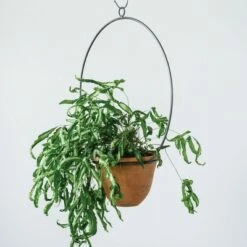 16" x 7" Hanging Terracotta Planters with Metal Hangers - 3R Studios