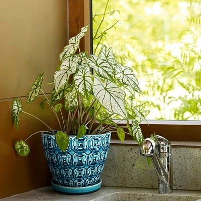 Southern Patio 12 Inch Ceramic Clay Mayer Flower Planter & Saucer Tray, Seafoam 5 Southern Patio 12 Inch Ceramic Clay Mayer Flower Planter & Saucer Tray, Seafoam - Image 3