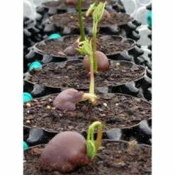 Air-Pod Air-Pot THAP2 Superoots 2 Gallon/7.6 Liter Garden Propagation Pot Planter Container for 2' to 4' Plants, 3 Pack -Cheap Planters Store unnamed file 5504