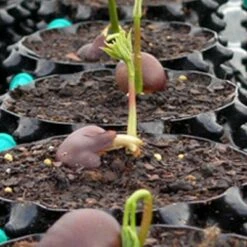 Air-Pod Superoots Air-Pot THAP5 3.6 Gallon Garden Propagation Pot Planter Container, (3) -Cheap Planters Store unnamed file 5579