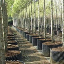 Air-Pod Superoots Air-Pot THAP5 3.6 Gallon Garden Propagation Pot Planter Container, (3) -Cheap Planters Store unnamed file 5581