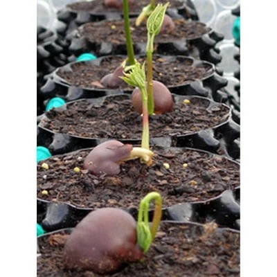 Air-Pod Superoots Air-Pot THAP7 5.6 Gallon Propagation Pot Planter Container, 1 Pot 5 Air-Pod Superoots Air-Pot THAP7 5.6 Gallon Propagation Pot Planter Container, 1 Pot - Image 3