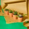 Juvale 10 Pack Terra Cotta Clay Pots, Small Plant Pots, Planters for Succulents & Cactus, 2.6 x 2.6 x 2.5"