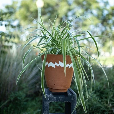 Multi Terracotta Planter - Foreside Home & Garden 7 Multi Terracotta Planter - Foreside Home & Garden - Image 6