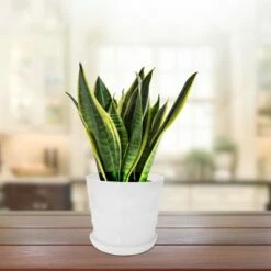 Unique Bargains Home Balcony Office Plastic Round Flower Holder Plant Planters White 19cm Dia 1 Pc -Cheap Planters Store unnamed file 5835