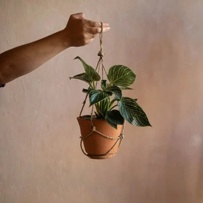 Hanging Terracotta Terracotta & Jute Planter - Foreside Home & Garden 6 Hanging Terracotta Terracotta & Jute Planter - Foreside Home & Garden - Image 4