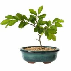 Gardenised Decorative Mini Glazed Ceramic Bonsai Succulent Pots Flower Planter with Drainage Holes, 4 Pack -Cheap Planters Store unnamed file 5998