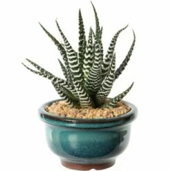 Gardenised Decorative Mini Glazed Ceramic Bonsai Succulent Pots Flower Planter with Drainage Holes, 4 Pack -Cheap Planters Store unnamed file 5999