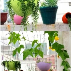 Unique Bargains Home Garden Plastic Plant Hanging Flower Pot Holder Planters 15 Unique Bargains Home Garden Plastic Plant Hanging Flower Pot Holder Planters -Cheap Planters Store unnamed file 6052