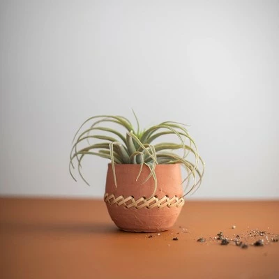 Terracotta & Cane Weave Planter - Foreside Home & Garden 5 Terracotta & Cane Weave Planter - Foreside Home & Garden - Image 3