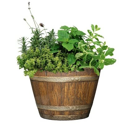 Set of 5 Whiskey Barrel Planter - Classic Home and Garden Kentucky Walnut 4 Set of 5 Whiskey Barrel Planter - Classic Home and Garden Kentucky Walnut - Image 2