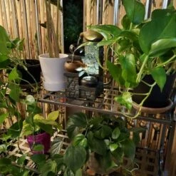 Sunnydaze Decor Sunnydaze Indoor/Outdoor Iron Metal 3-Tiered Potted Flower Plant Stand with Scrolled Back Design - 30" - Black 13 Sunnydaze Decor Sunnydaze Indoor/Outdoor Iron Metal 3-Tiered Potted Flower Plant Stand with Scrolled Back Design - 30" - Black -Cheap Planters Store unnamed file 7037