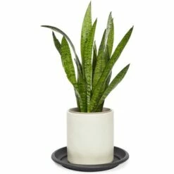 Farmlyn Creek 10 Pack Plastic Flower Pot Saucers, Drip Tray for Potted Plants, Round, Black, 11.7" -Cheap Planters Store unnamed file 7389