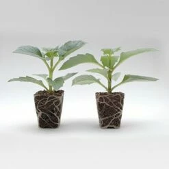 Grow Like a Pro Planting Kit - Buzzy Seeds -Cheap Planters Store unnamed file 8241
