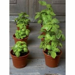 Organic Self-Watering Potting Mix, 20 Quarts, Promotes Strong Roots, Boosts Nutrients and Water Uptake - Gardener's Supply Company