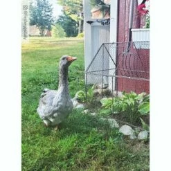 Chicken Wire Crop Coop, 22" W x 45" L 28" H at Peak, 16" H Walls, Heavy-Gauge Steel Wire - Gardener's Supply Company -Cheap Planters Store unnamed file 8302