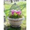 Sturdy Chicken Wire Cloche, 16" in Diameter x 12-1/2" H for Plant Cover and Protection from Wildlife - Gardener's Supply Company -Cheap Planters Store unnamed file 8312