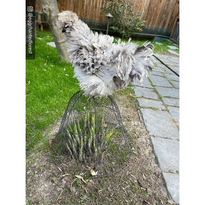 Sturdy Chicken Wire Cloche, 16" in Diameter x 12-1/2" H for Plant Cover and Protection from Wildlife - Gardener's Supply Company 5 Sturdy Chicken Wire Cloche, 16" in Diameter x 12-1/2" H for Plant Cover and Protection from Wildlife - Gardener's Supply Company - Image 3