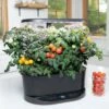 AeroGarden Bounty Indoor Hydroponic Herb Garden, Black